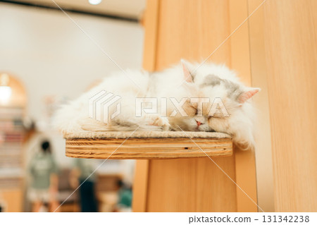 cat cafe cat munchkin 131342238