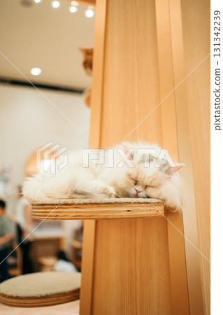 cat cafe cat munchkin 131342239