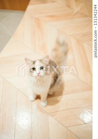 Cat cafe cat 131342244