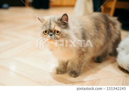 Cat cafe cat exotic longhair Cat cafe cat exotic longhair 131342245