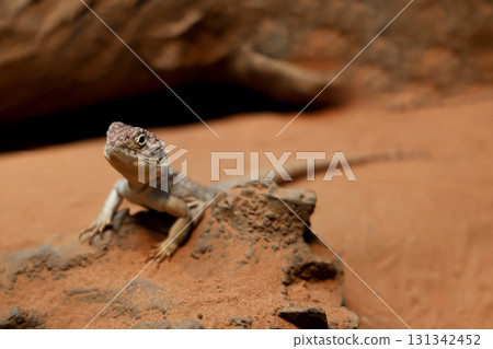The Central Netted Dragon is nature animal in australia The Central Netted Dragon is nature animal in australia 131342452
