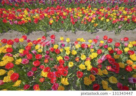 Selective focus. Rows of vibrant tulips in shades of yellow, orange, red, pink, and white create a stunning floral carpet in the Dutch countryside. The colorful patterns highlight the Netherlands worl Selective focus. Rows of vibrant tulips in shades of yellow, orange, red, pink, and white create a stunning floral carpet in the Dutch countryside. The colorful patterns highlight the Netherlands worl 131343447