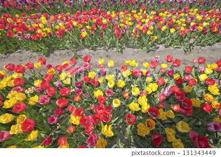 Selective focus. Rows of vibrant tulips in shades of yellow, orange, red, pink, and white create a stunning floral carpet in the Dutch countryside. The colorful patterns highlight the Netherlands worl 131343449