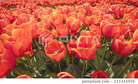 Selective focus. Rows of vibrant tulips in shades of yellow, orange, red, pink, and white create a stunning floral carpet in the Dutch countryside. The colorful patterns highlight the Netherlands worl 131343450