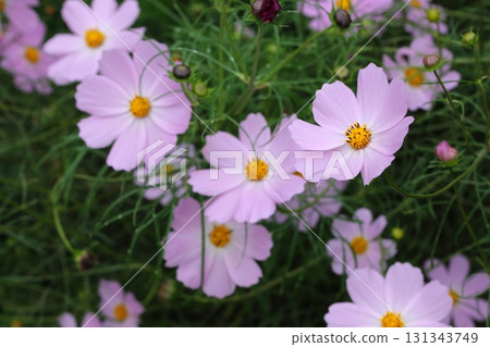 波斯菊花 波斯菊花 131343749
