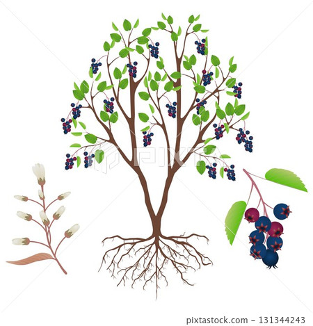 Irga bush with fruits and flowers on a white background. 131344243