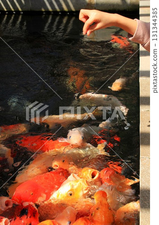 餵鯉魚 131344385