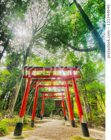 [大阪府枚方市 / 三宮神社] 陽光透過樹梢照耀下的穗穀稻荷神社 131344649