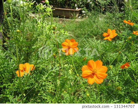 橙色的波斯菊花 橙色的波斯菊花 131344707