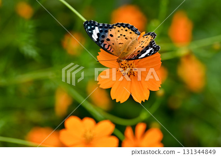 Female of Zuma Giuna Female of Zuma Giuna 131344849