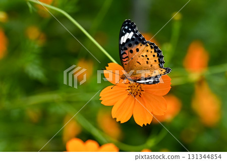 祖瑪朱娜的女性 131344854