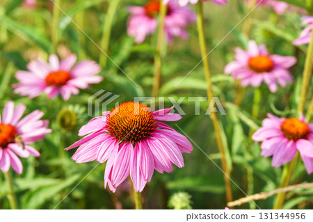 Blooming pink coneflowers echinacea in summer garden with soft green background and vibrant petals 131344956