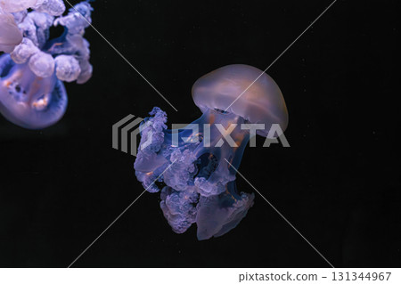 Marble jellyfish, Lychnorhiza lucerna or fried egg jellyfish swim in blue aquarium water 131344967