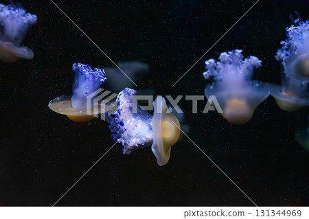Mediterranear jellyfish, Cotylorhiza tuberculata or fried egg jellyfish swim in blue aquarium water 131344969