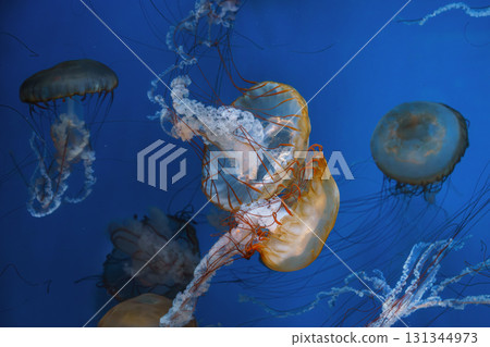 Group of Chrysaora fuscescens or Pacific sea nettle jellyfish swim in deep blue water of aquarium Group of Chrysaora fuscescens or Pacific sea nettle jellyfish swim in deep blue water of aquarium 131344973