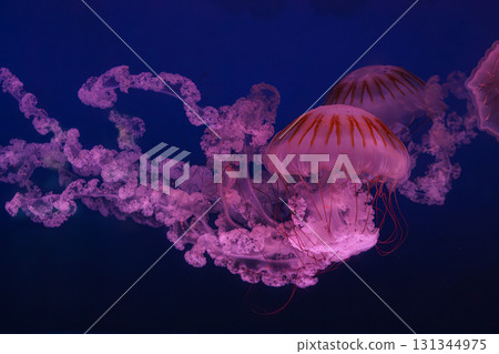 South American sea nettle or Chrysaora plocamia jellyfish swim in deep blue water of aquarium 131344975