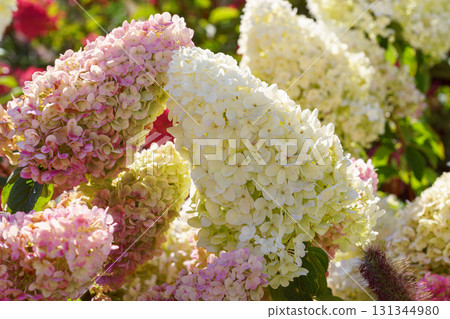 Blooming pink and white hydrangea paniculata flowers in summer garden under sunlight closeup view Blooming pink and white hydrangea paniculata flowers in summer garden under sunlight closeup view 131344980