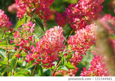 Close up of blooming pink hydrangea paniculata flowers in sunny garden with green leaves background 131344981