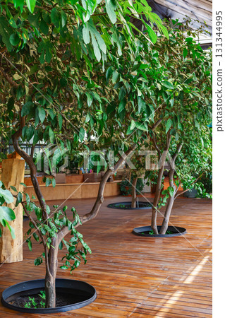 Decorative indoor trees with green leaves lit by sunlight in contemporary botanical interior design Decorative indoor trees with green leaves lit by sunlight in contemporary botanical interior design 131344995