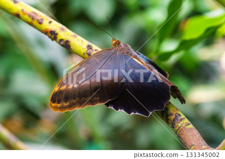 Caligo memnon, owl butterfly sitting on leaf in green outdoor garden background Caligo memnon, owl butterfly sitting on leaf in green outdoor garden background 131345002