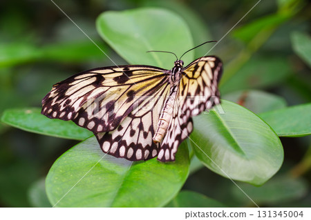 Idea leuconoe, Paper Kite butterfly, Rice Paper butterfly or Large Tree Nymph on green leaf, macro Idea leuconoe, Paper Kite butterfly, Rice Paper butterfly or Large Tree Nymph on green leaf, macro 131345004