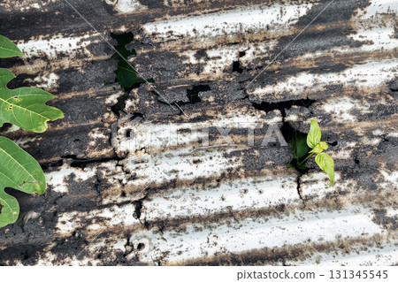 Green plant growing through burnt rusty metal roof symbol of life resilience and nature power 131345545