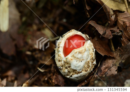 Egg mushroom emerging from a white egg-like shell Egg mushroom emerging from a white egg-like shell 131345594