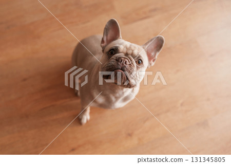 Cute pug dog is at home Cute pug dog is at home 131345805