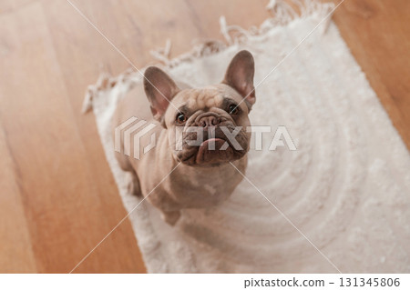 Cute pug dog is at home Cute pug dog is at home 131345806