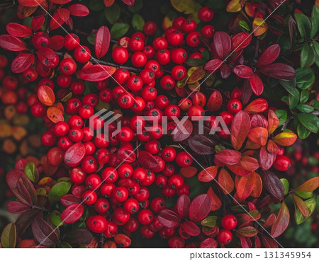 南天竹紋理 南天竹紋理 131345954