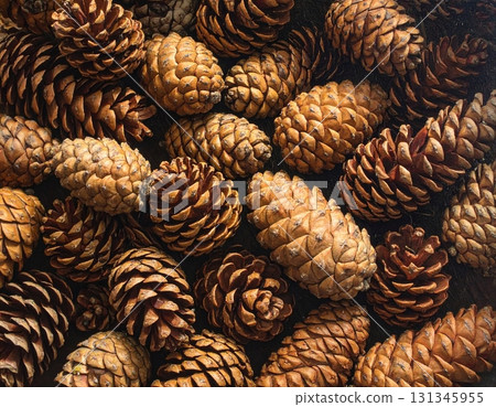 松果紋理 松果紋理 131345955