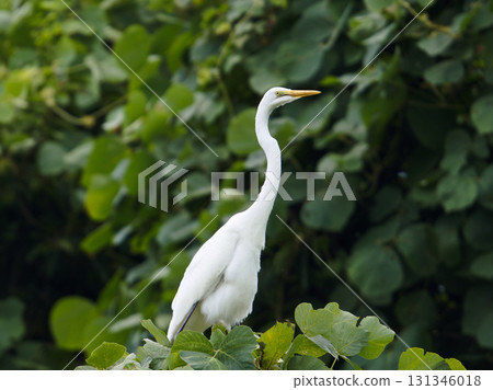 大白鷺 131346018