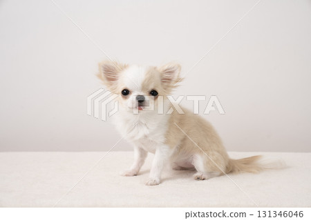 坐著的吉娃娃Piichi 131346046