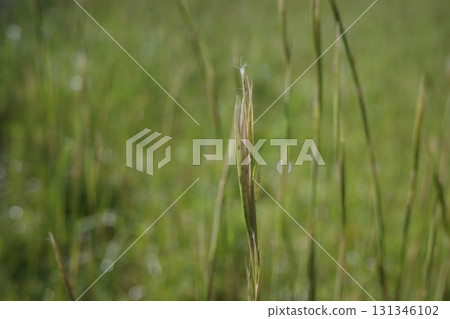 The barley flowers sparkle in the autumn morning sun. 131346102