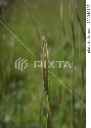 The barley flowers sparkle in the autumn morning sun. 131346105