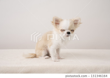 閉著眼睛的吉娃娃Piichi 131346164