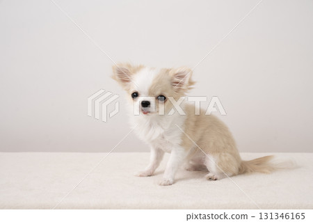 坐著的吉娃娃Piichi 坐著的吉娃娃Piichi 131346165