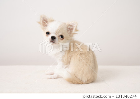 坐著的吉娃娃Piichi 131346274