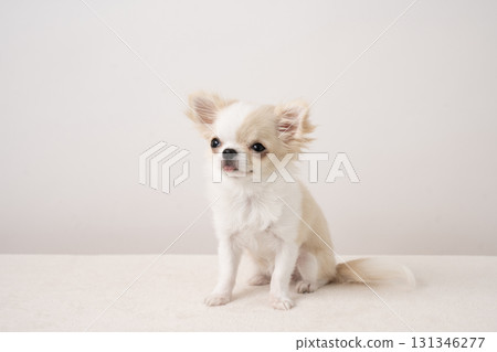 Piichi the sitting Chihuahua Piichi the sitting Chihuahua 131346277