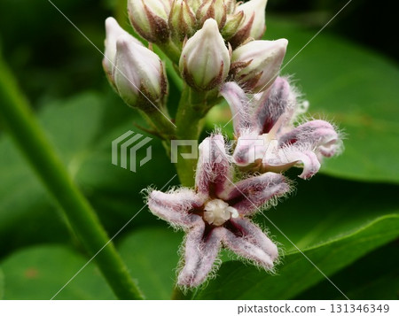 White flowers of Astragalus blooming on the Arakawa riverbed in midsummer 131346349