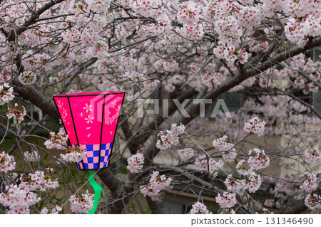 Cherry Blossom Festival Lanterns at Chogosonshiji Temple, Mount Shigi Cherry Blossom Festival Lanterns at Chogosonshiji Temple, Mount Shigi 131346490