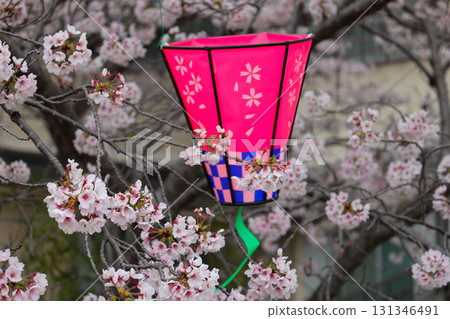 Cherry Blossom Festival Lanterns at Chogosonshiji Temple, Mount Shigi Cherry Blossom Festival Lanterns at Chogosonshiji Temple, Mount Shigi 131346491