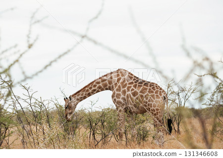 Giraffe is outdoors in the wildlife in the Africa 131346608