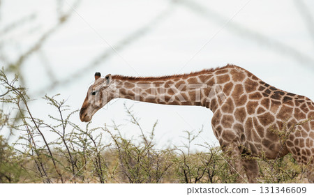 Giraffe is outdoors in the wildlife in the Africa Giraffe is outdoors in the wildlife in the Africa 131346609
