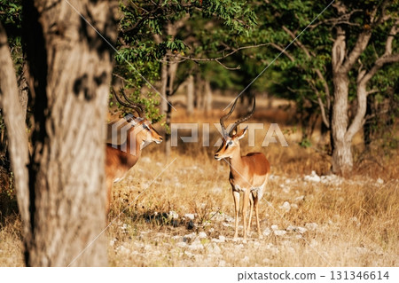 Antelopes are in the wildlife outdoors in Africa Antelopes are in the wildlife outdoors in Africa 131346614