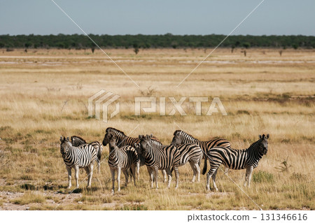 Zebras in the wildlife at daytime 131346616
