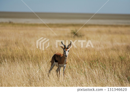 Antelope is in the wildlife outdoors in Africa Antelope is in the wildlife outdoors in Africa 131346620