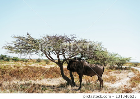 Buffalo is in the wildlife at daytime 131346623