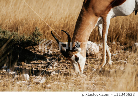 Antelope is in the wildlife outdoors in Africa Antelope is in the wildlife outdoors in Africa 131346628