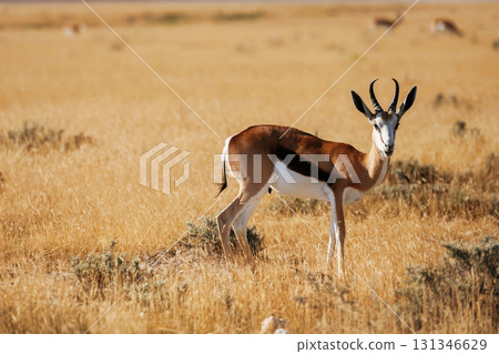 Antelope is in the wildlife outdoors in Africa Antelope is in the wildlife outdoors in Africa 131346629